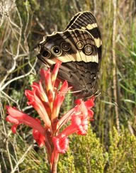 Table Mounatain Beauty butterfly